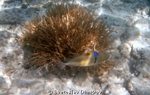 Picaso Trigerfish colorful and shy by Svetoslav Dimitrov 